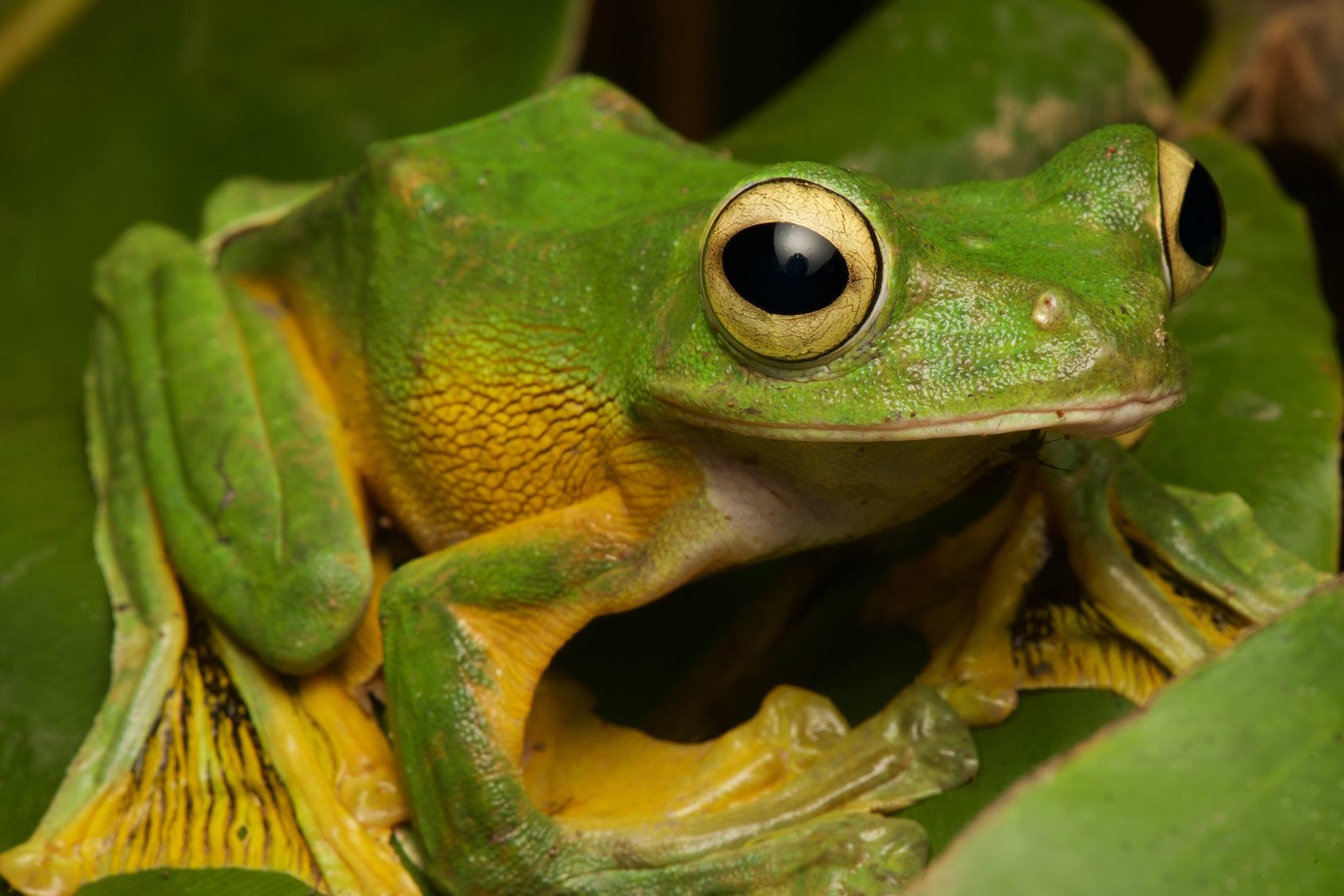 Wallace's Flying Frog — Borneo wildlife, book, free download, jungle tour, frog, herp tour