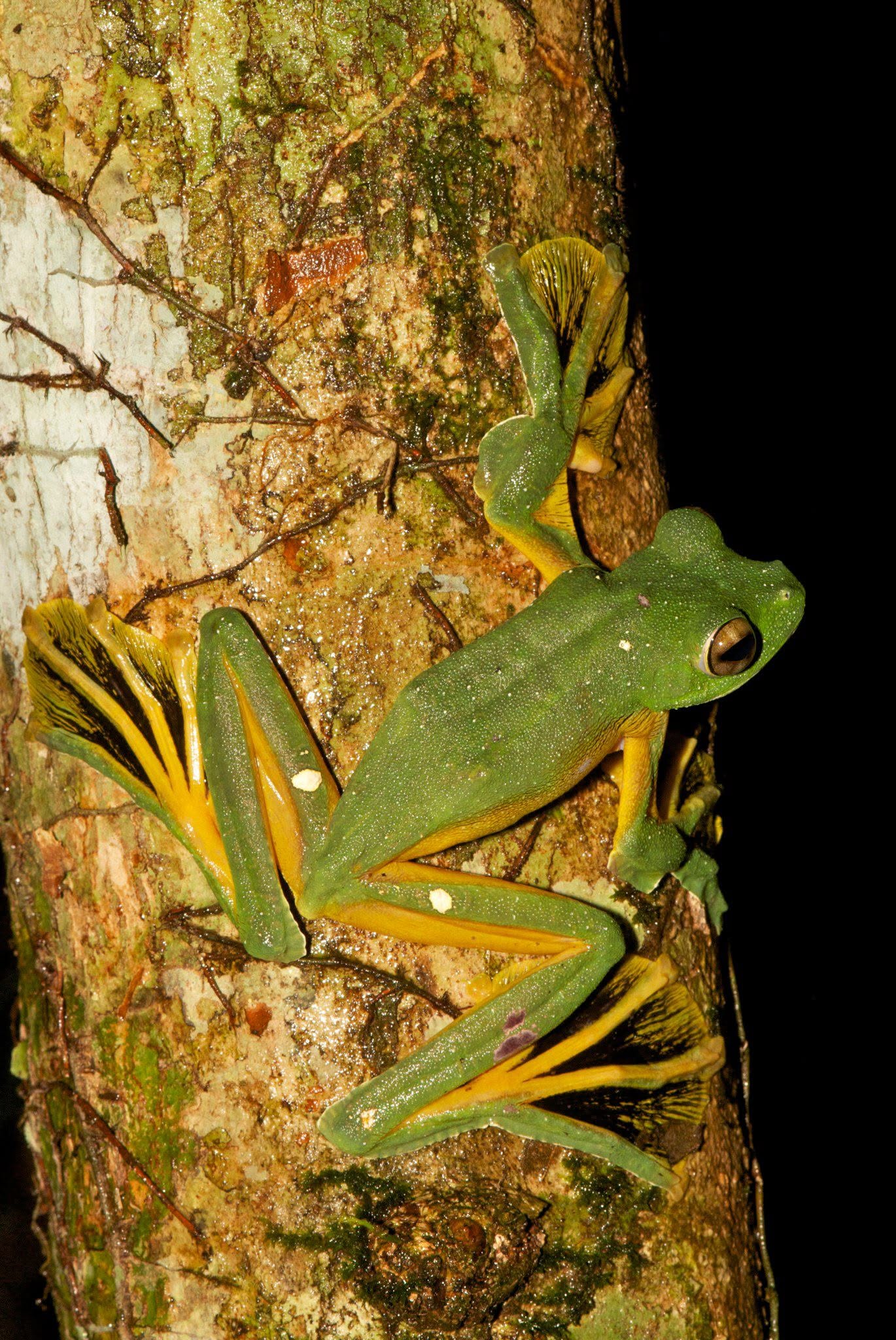 Wallace's Flying Frog — Borneo wildlife, book, free download, jungle tour, frog, herp tour
