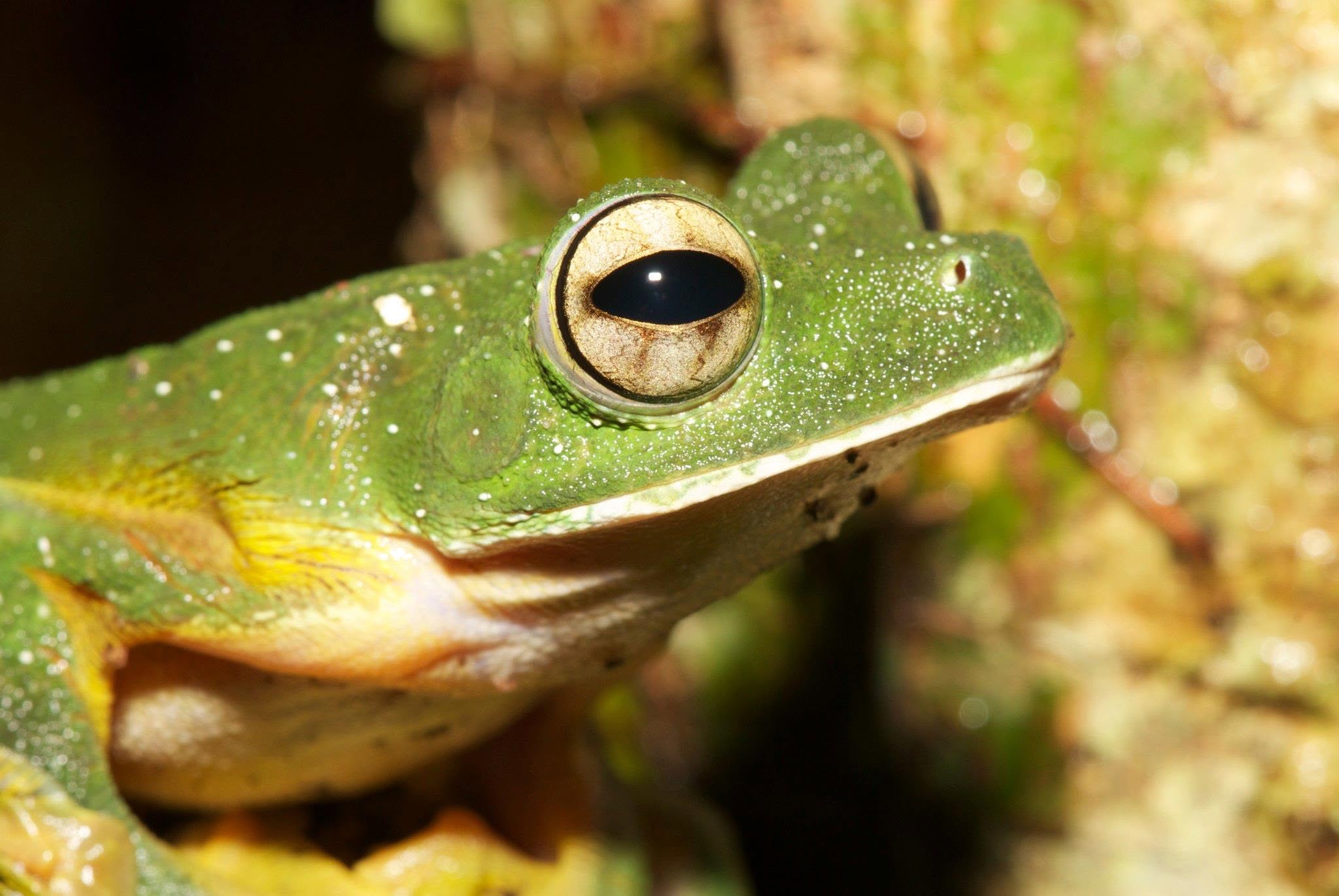 Wallace's Flying Frog — Borneo wildlife, book, free download, jungle tour, frog, herp tour