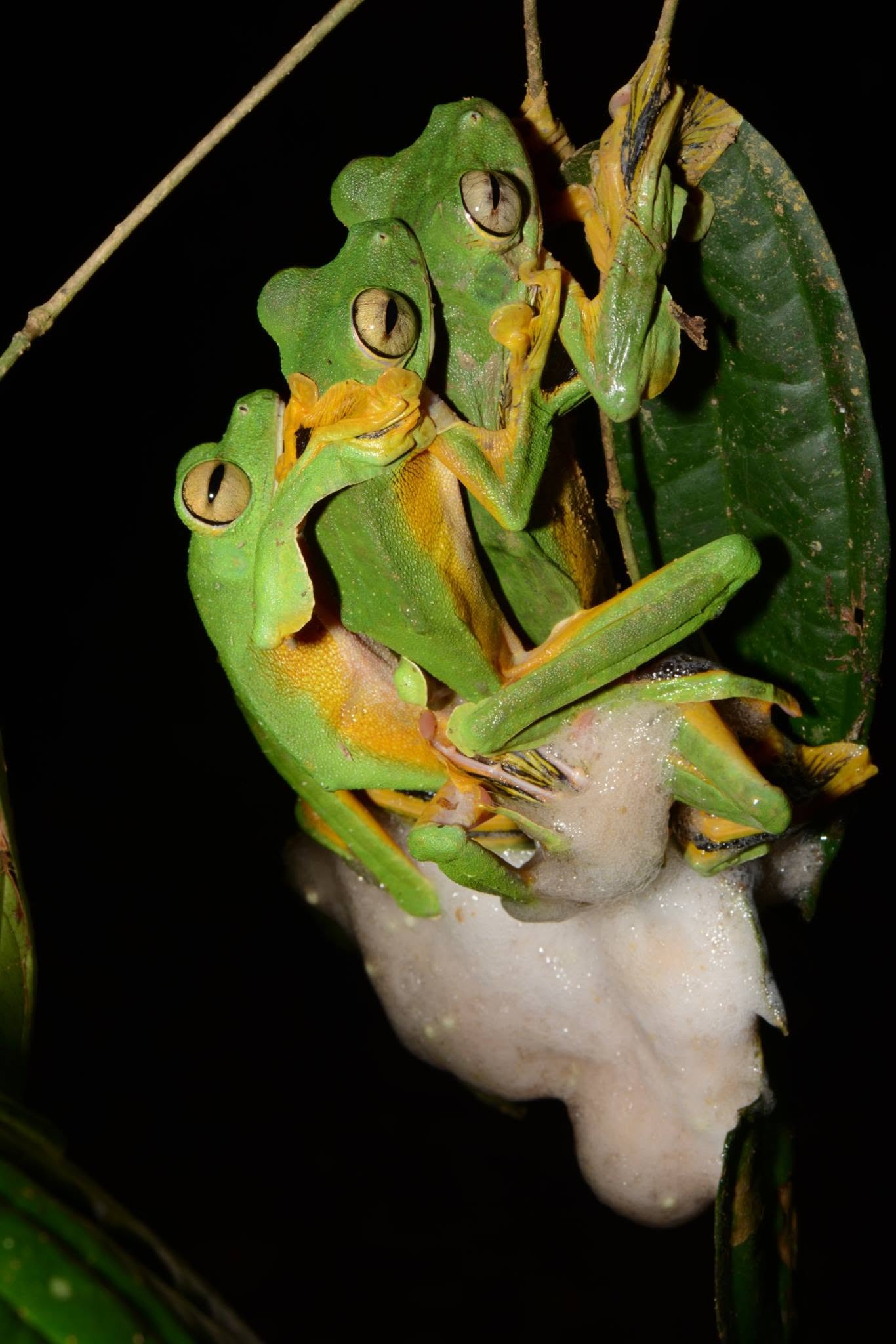 Wallace's Flying Frog — Borneo wildlife, book, free download, jungle tour, frog, herp tour