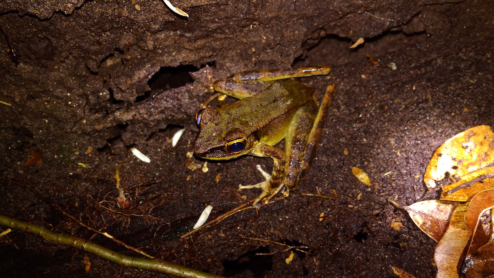 Western Torrent Frog — Borneo wildlife, book, free download, jungle tour, frog, herp tour