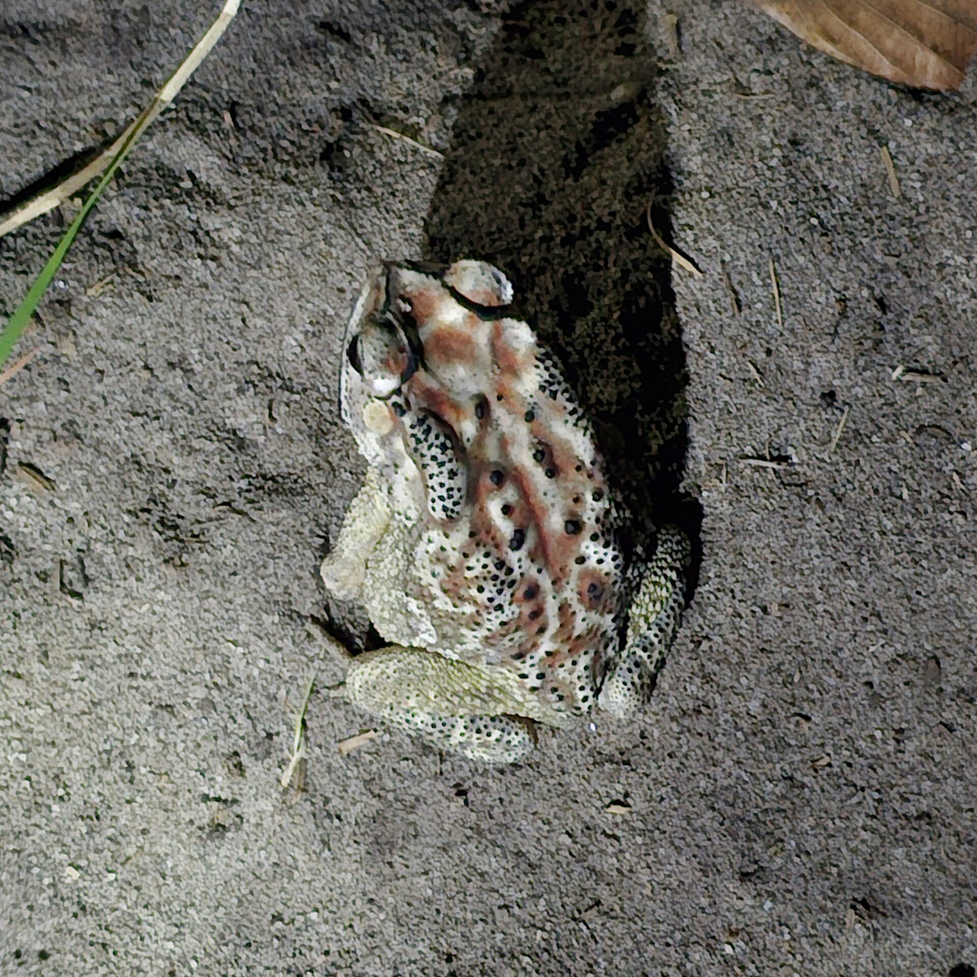 White-bellied Slender Litter Frog — Borneo wildlife, book, free download, jungle tour, frog, herp tour