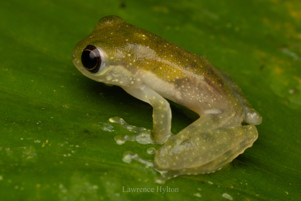 White-eared Tree Frog — Borneo wildlife, book, free download, jungle tour, frog, herp tour