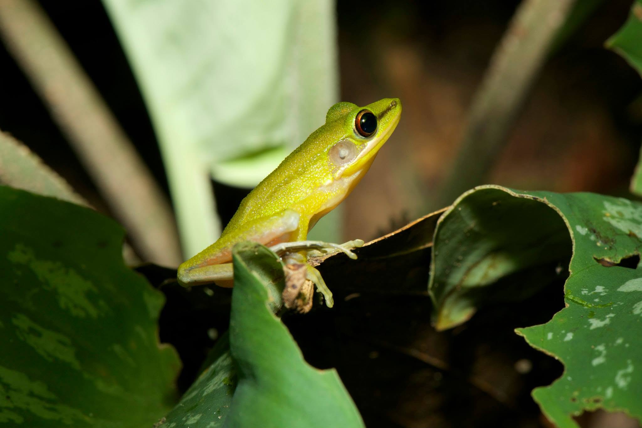 White-lipped Frog — Borneo wildlife, book, free download, jungle tour, frog, herp tour