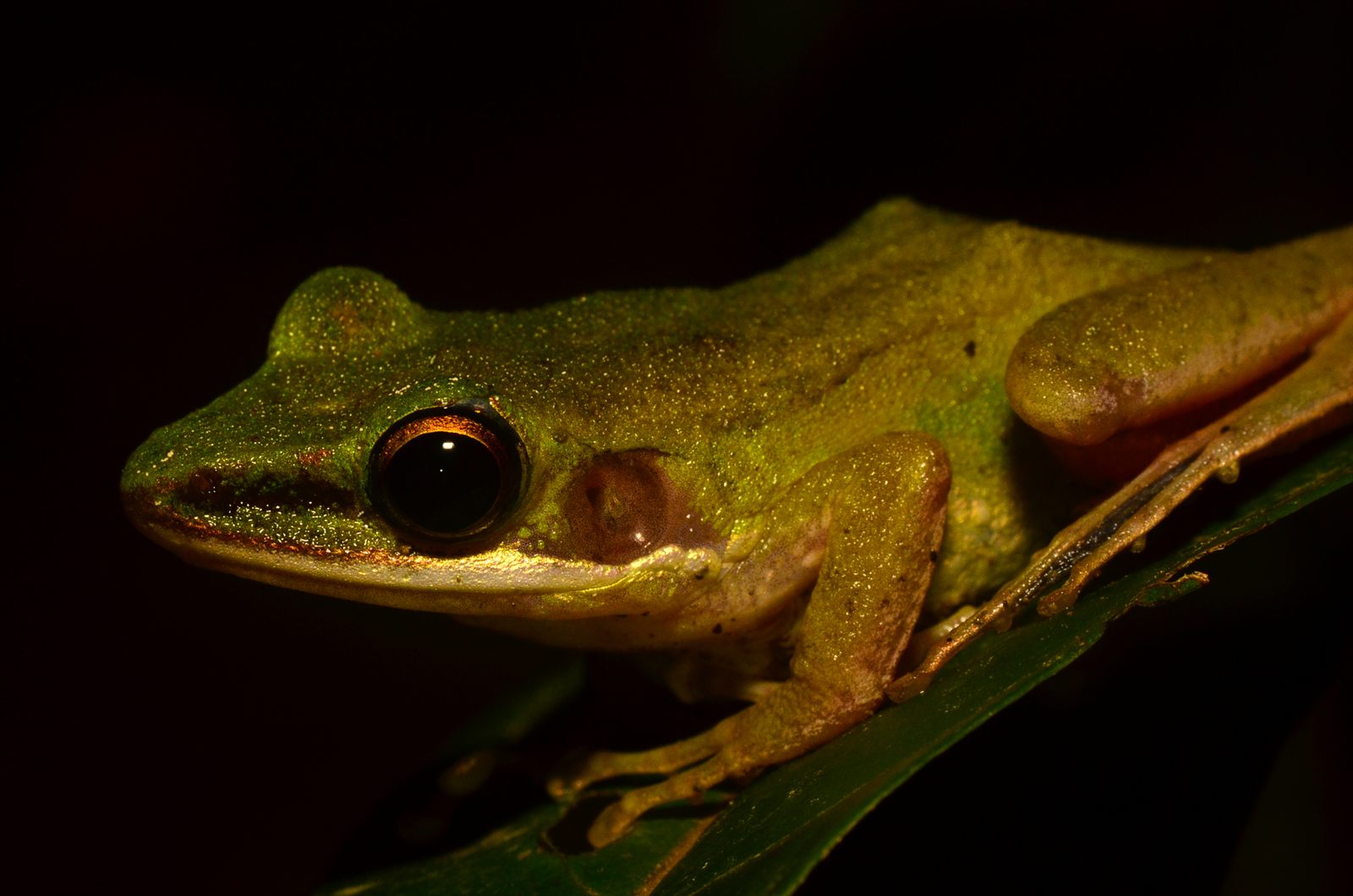 White-lipped Frog — Borneo wildlife, book, free download, jungle tour, frog, herp tour