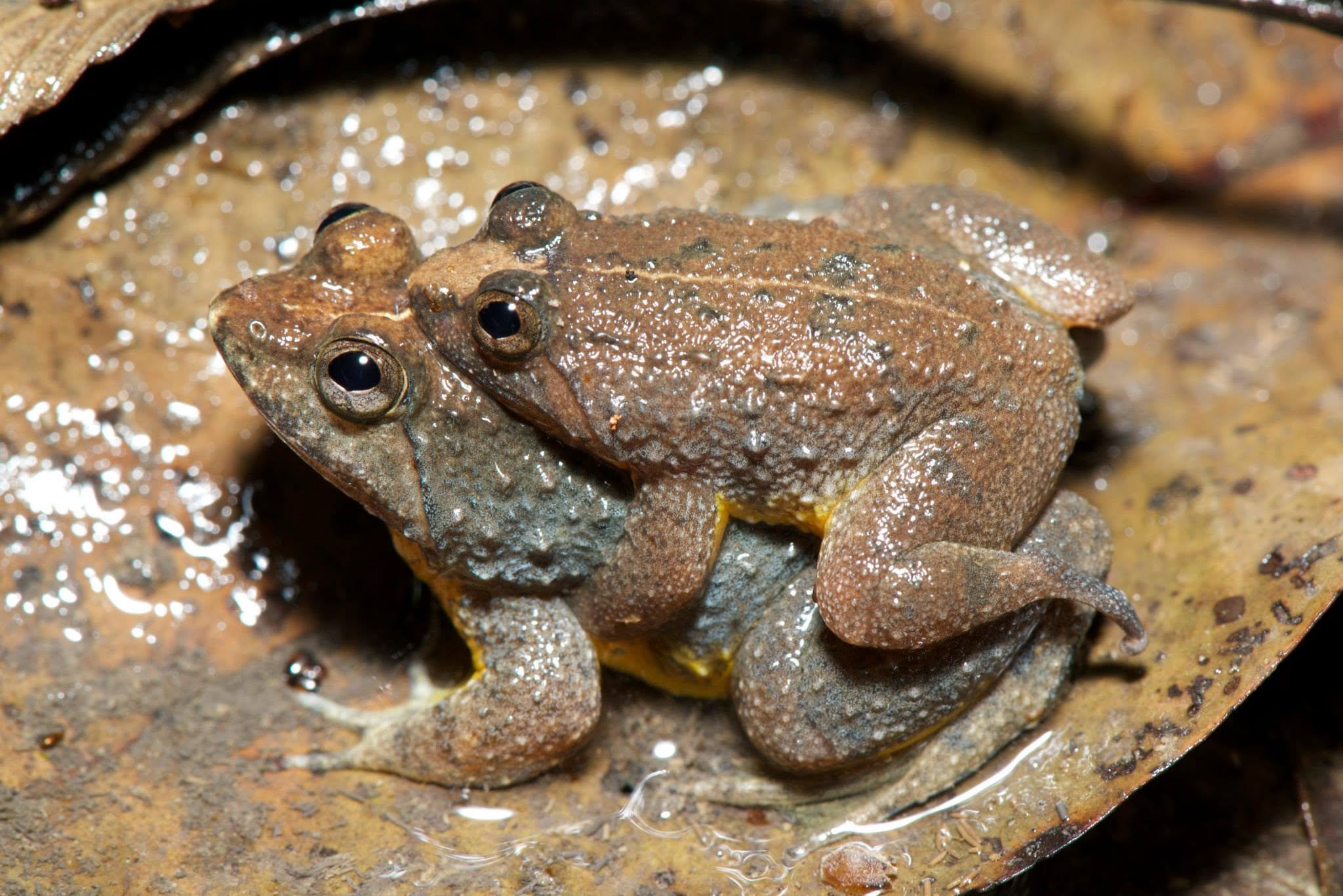 Yellow-bellied Puddle Frog — Borneo wildlife, book, free download, jungle tour, frog, herp tour