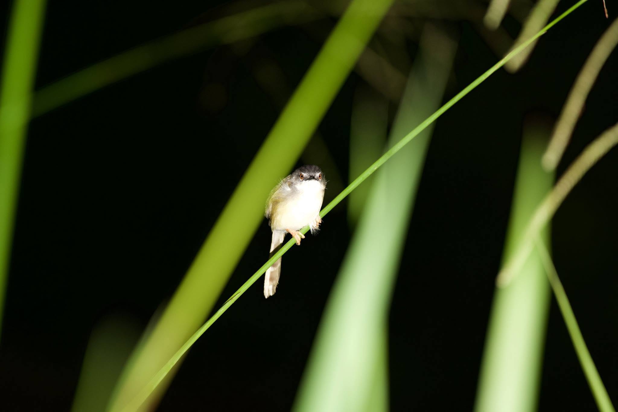 Yellow-bellied Puddle Frog — Borneo wildlife, book, free download, jungle tour, frog, herp tour