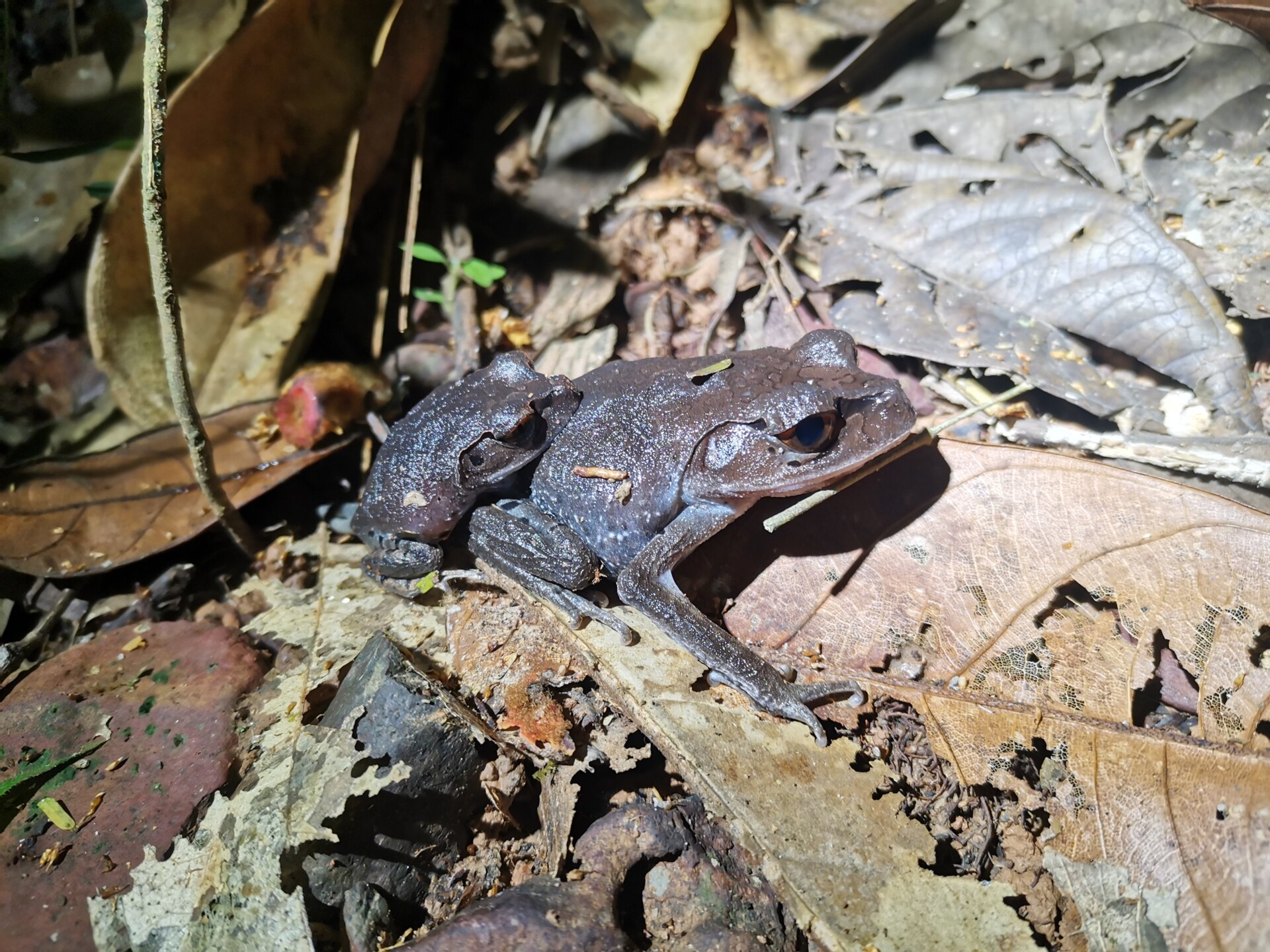 Yellow-eyed Litter Frog — Borneo wildlife, book, free download, jungle tour, frog, herp tour