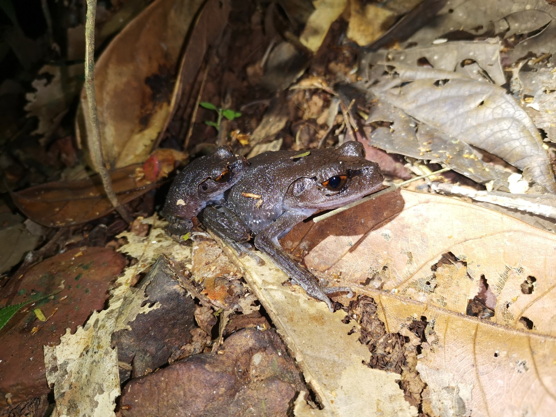 Yellow-eyed Litter Frog — Borneo wildlife, book, free download, jungle tour, frog, herp tour