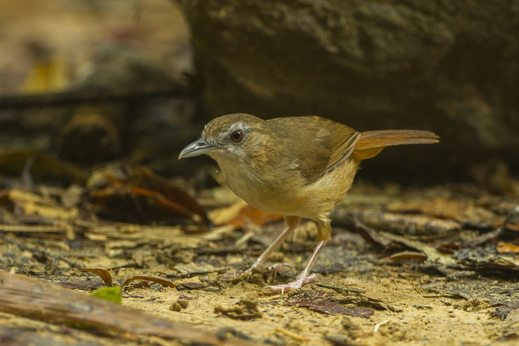 Abbott's Babbler — Borneo wildlife, book, free download, jungle tour, bird, bird tour