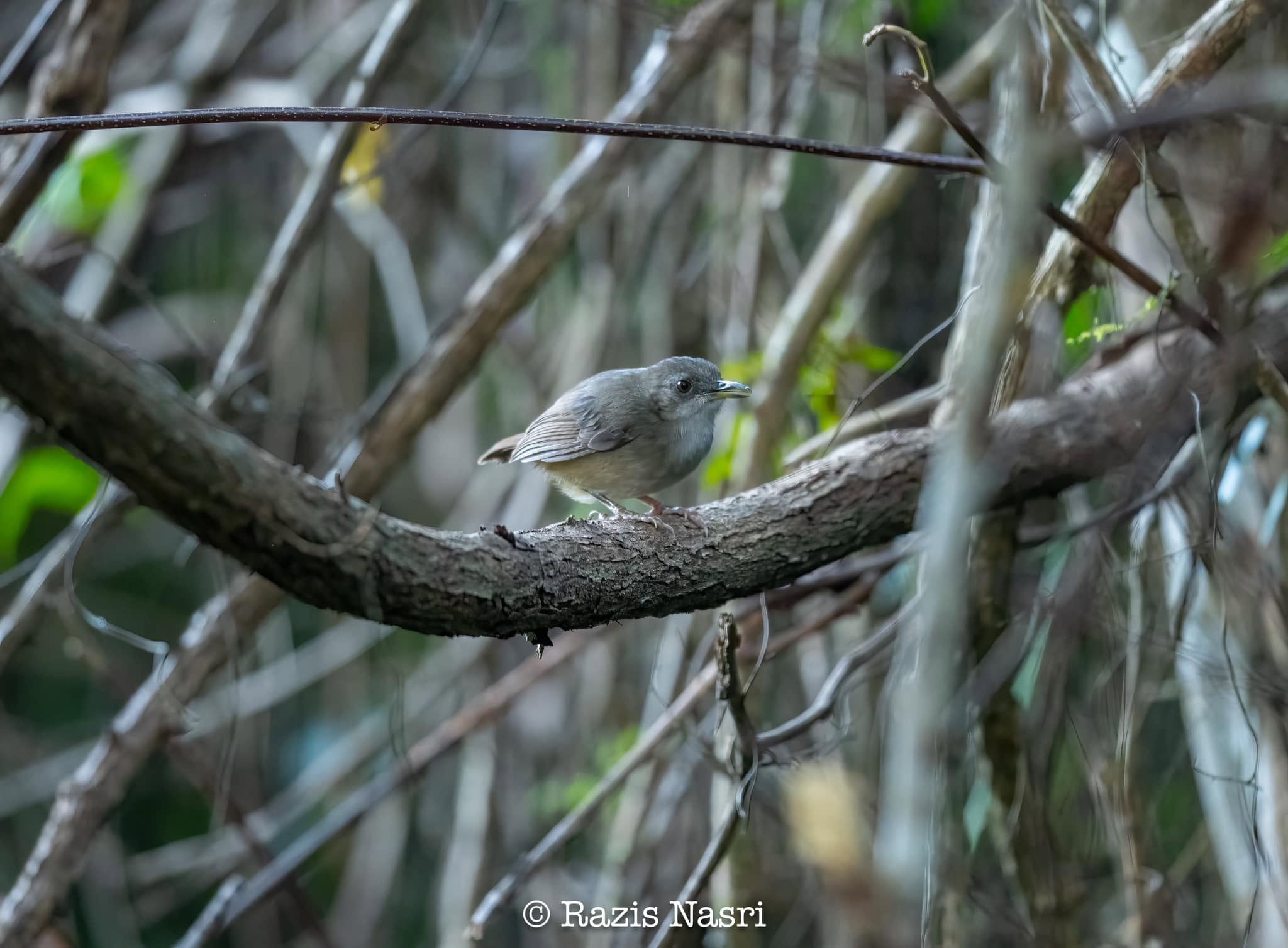 Abbott's Babbler — Borneo wildlife, book, free download, jungle tour, bird, bird tour