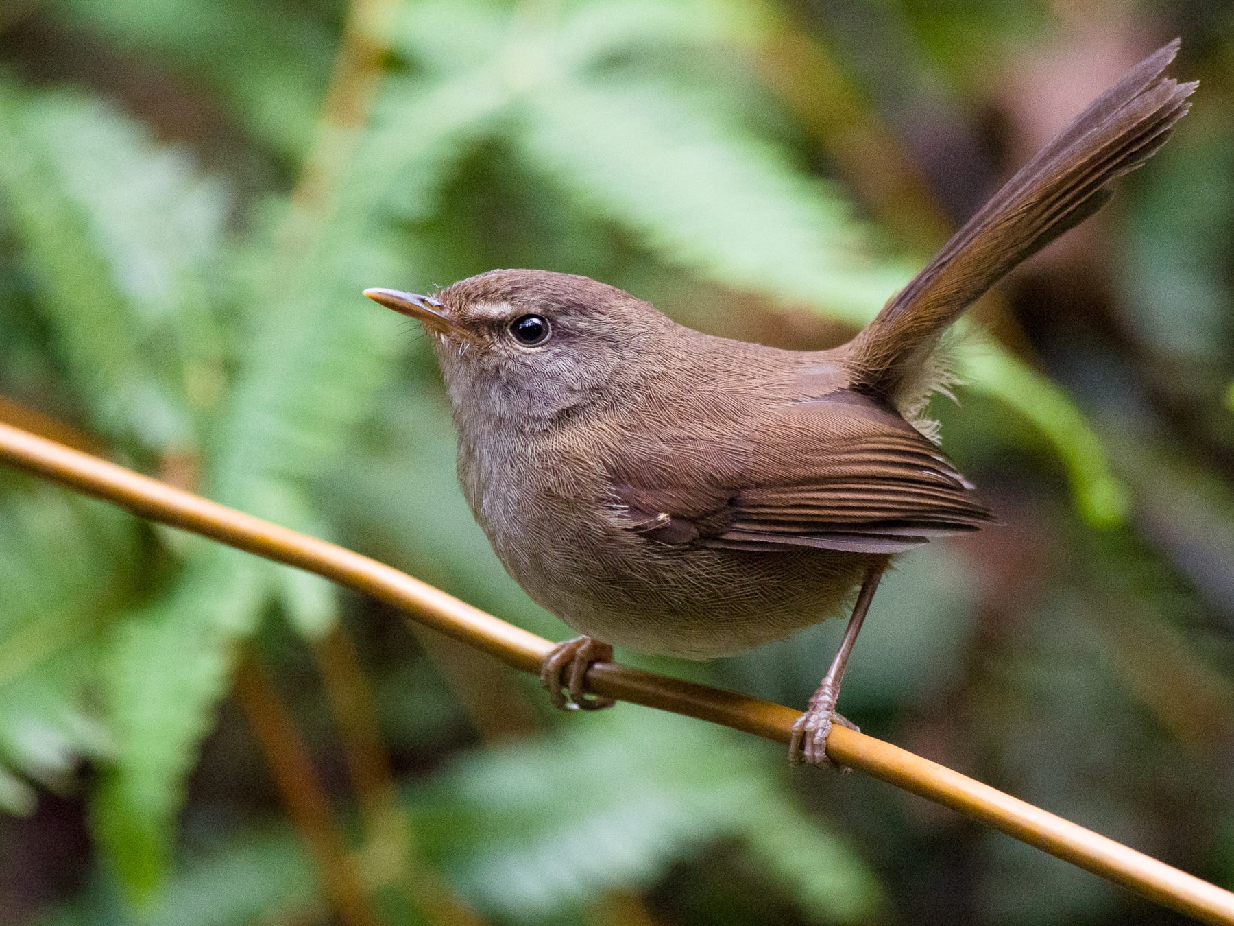 Aberrant Bush Warbler — Borneo wildlife, book, free download, jungle tour, bird, bird tour