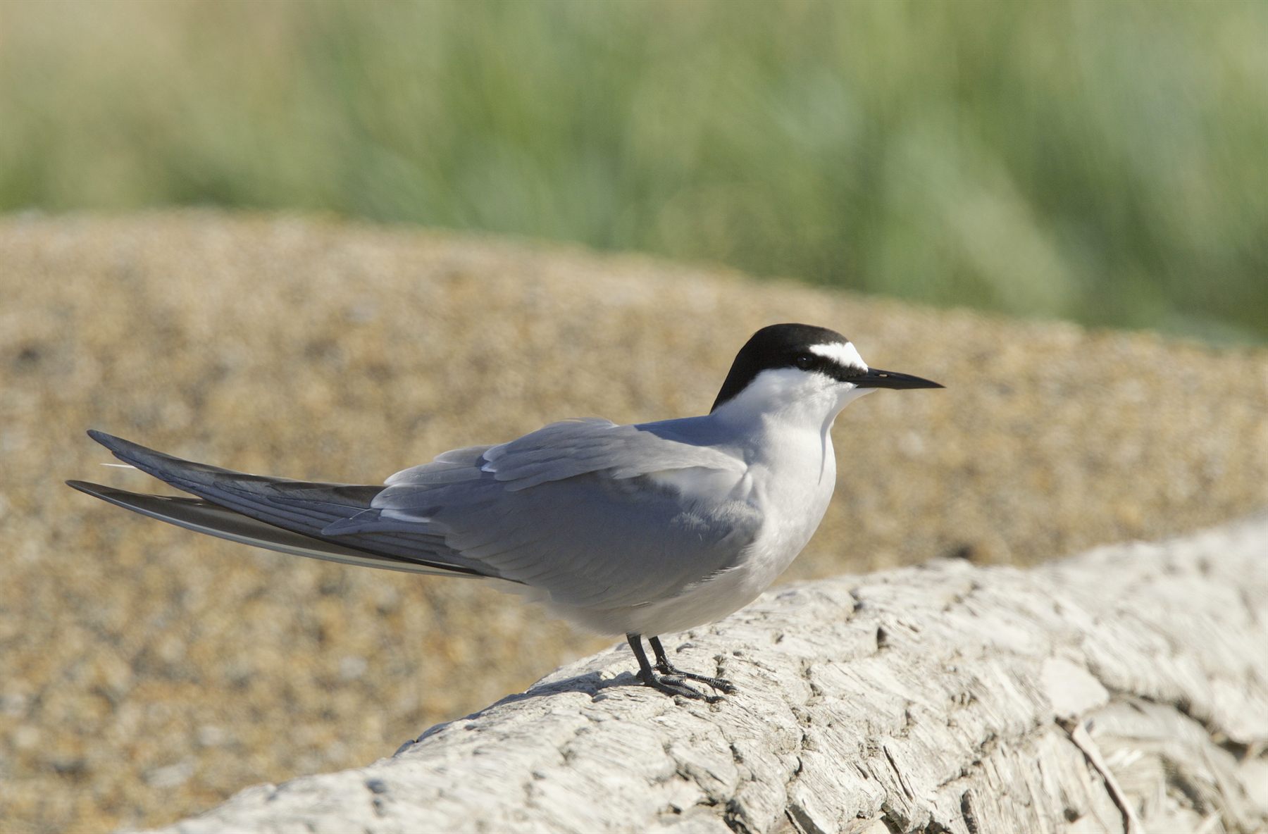 Aleutian Tern — Borneo wildlife, book, free download, jungle tour, bird, bird tour