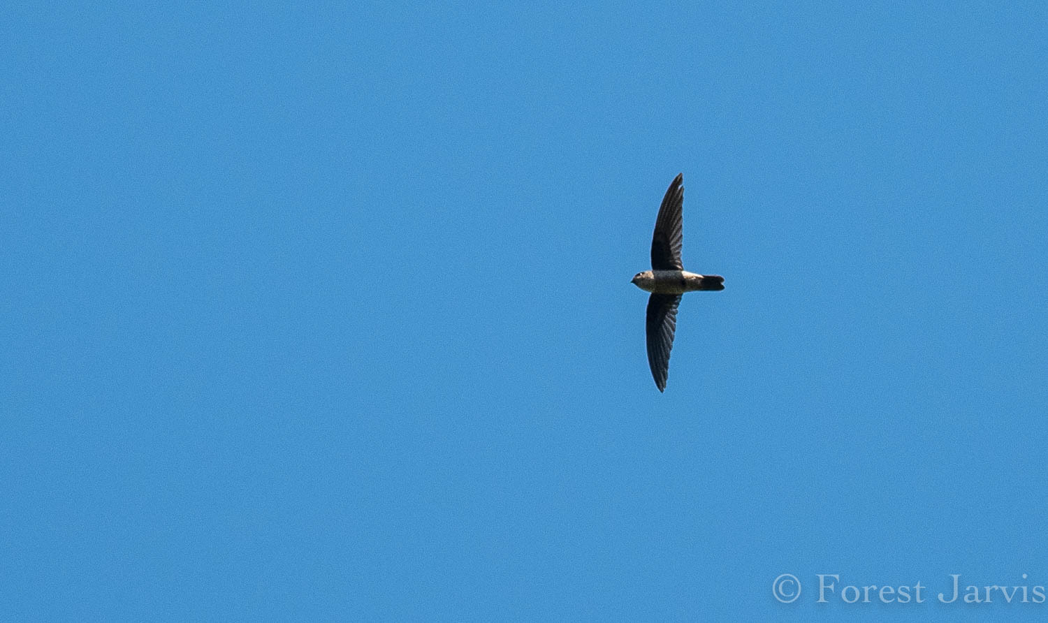 Ameline Swiftlet — Borneo wildlife, book, free download, jungle tour, bird, bird tour