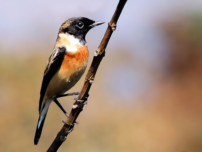 Amur Stonechat — Borneo wildlife, book, free download, jungle tour, bird, bird tour