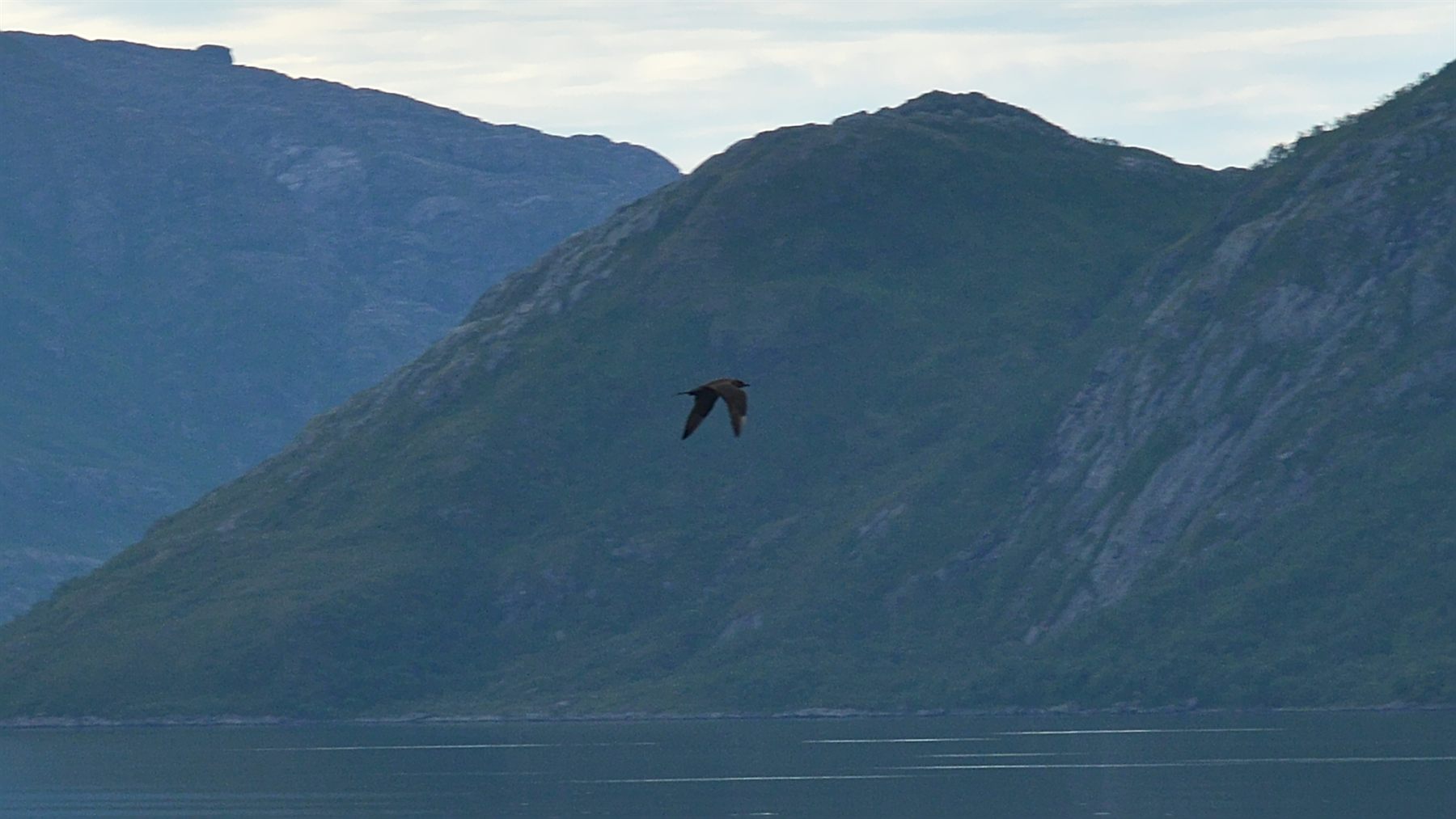 Parasitic Jaeger — Borneo wildlife, book, free download, jungle tour, bird, bird tour