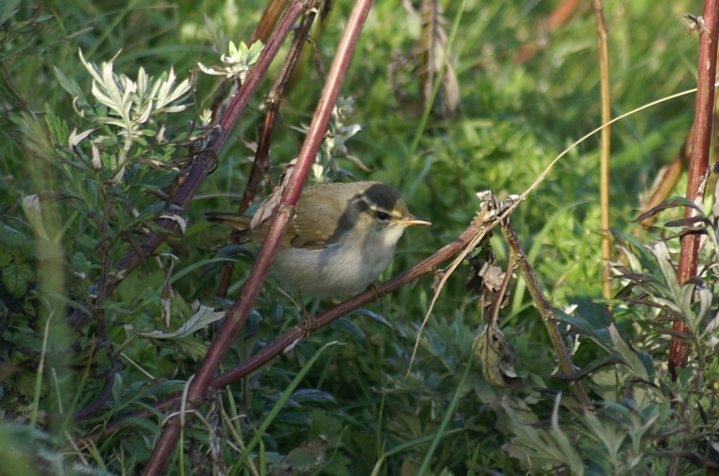 Arctic Warbler — Borneo wildlife, book, free download, jungle tour, bird, bird tour