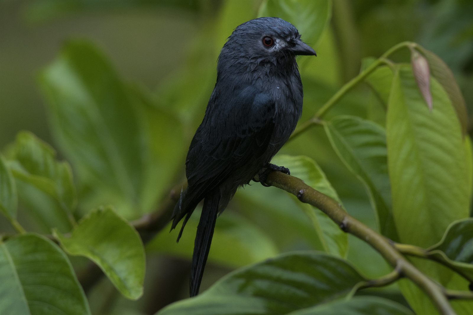 Ashy Drongo — Borneo wildlife, book, free download, jungle tour, bird, bird tour