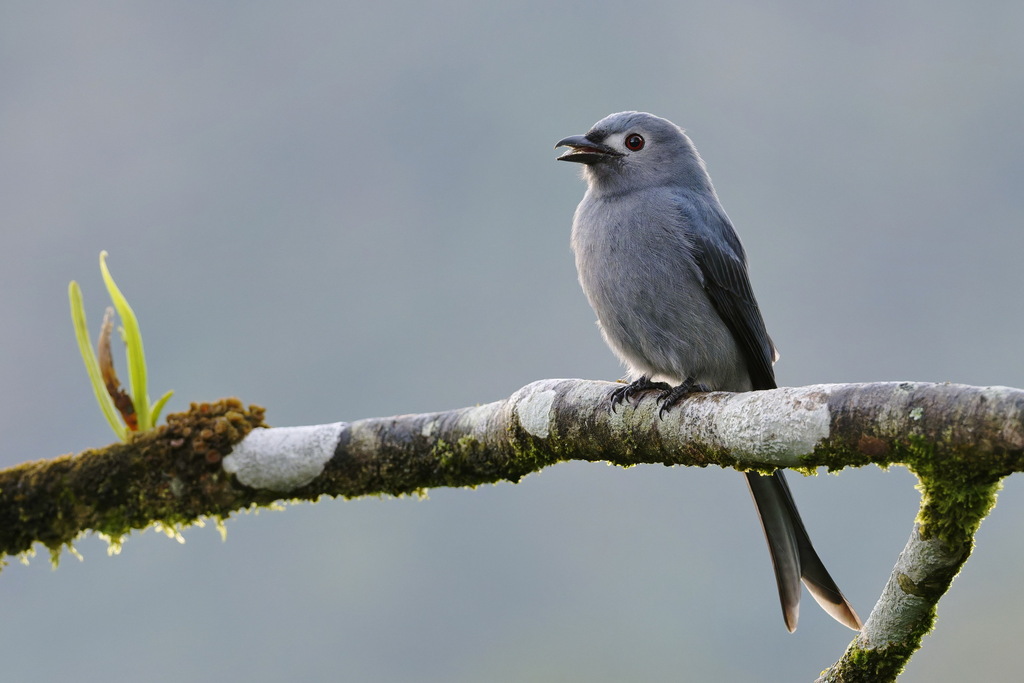 Ashy Drongo — Borneo wildlife, book, free download, jungle tour, bird, bird tour