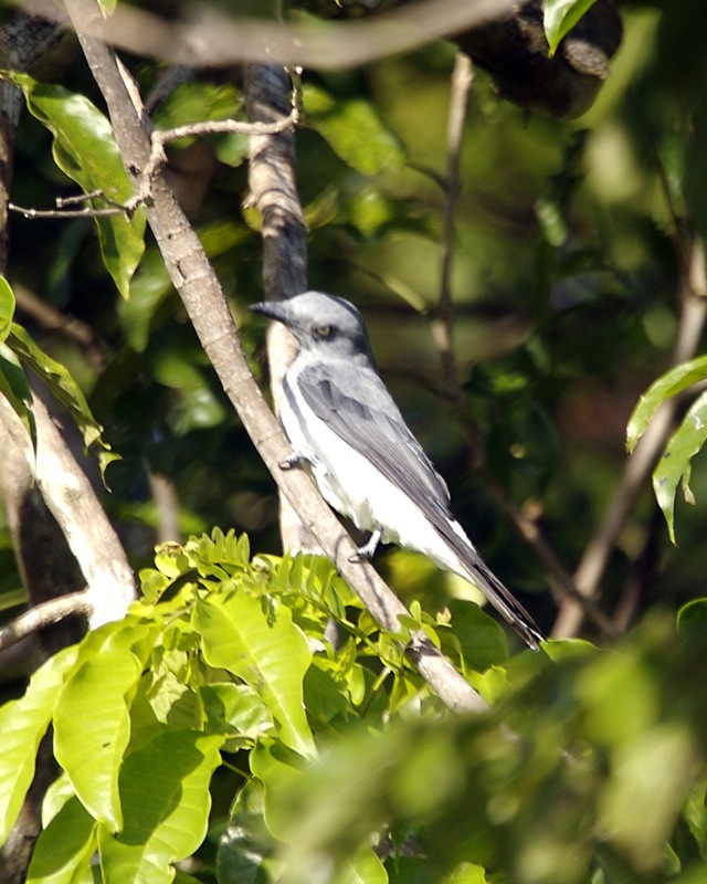 Ashy Minivet — Borneo wildlife, book, free download, jungle tour, bird, bird tour