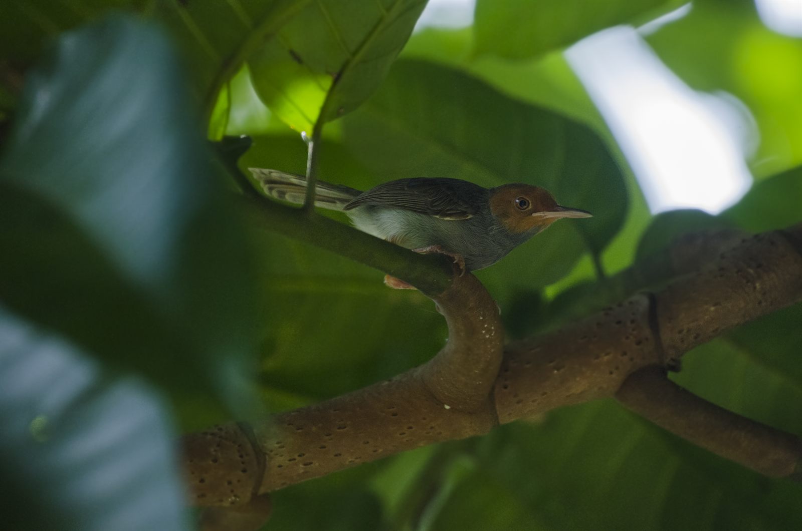 Ashy Tailorbird — Borneo wildlife, book, free download, jungle tour, bird, bird tour