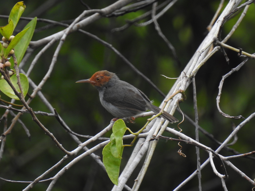 Ashy Tailorbird — Borneo wildlife, book, free download, jungle tour, bird, bird tour