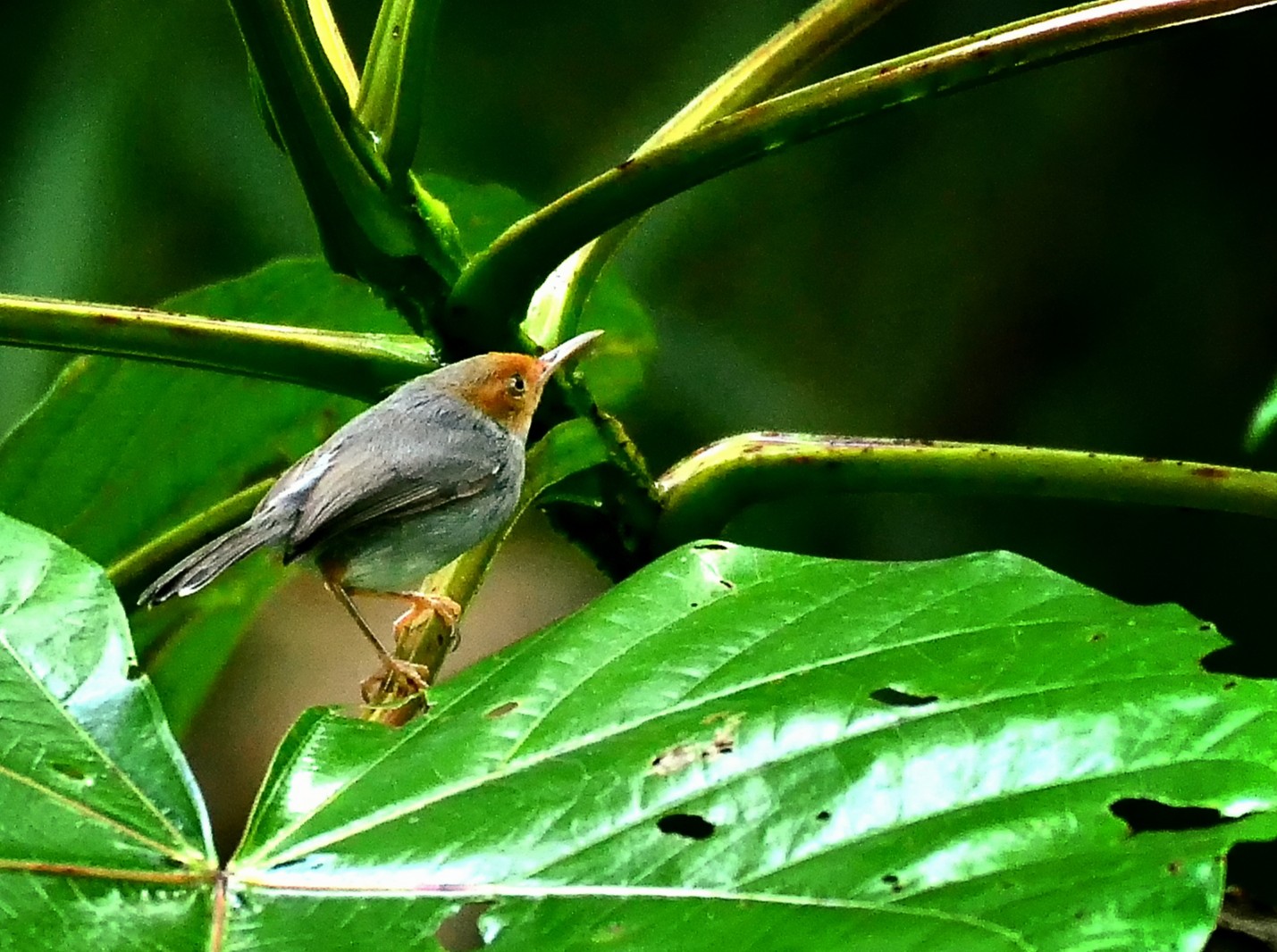 Ashy Tailorbird — Borneo wildlife, book, free download, jungle tour, bird, bird tour