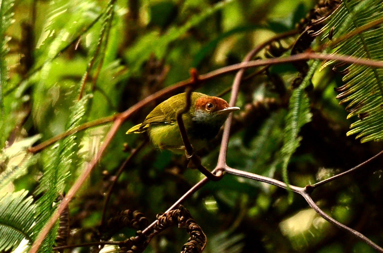 Ashy Tailorbird — Borneo wildlife, book, free download, jungle tour, bird, bird tour