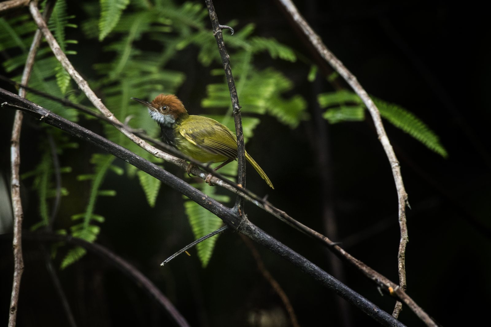 Ashy Tailorbird — Borneo wildlife, book, free download, jungle tour, bird, bird tour