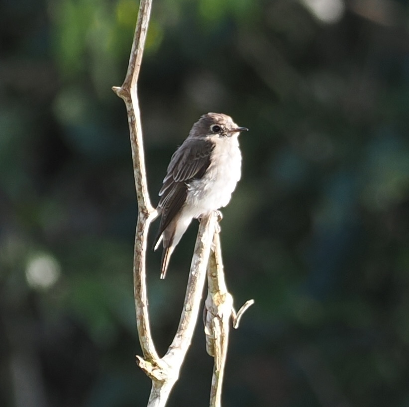 Asian Brown Flycatcher — Borneo wildlife, book, free download, jungle tour, bird, bird tour
