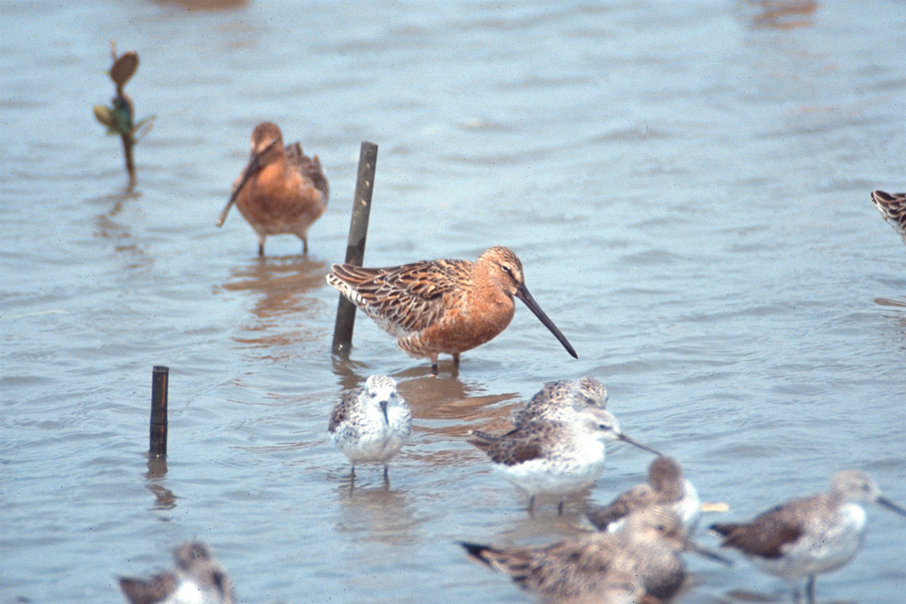 Asian Dowitcher — Borneo wildlife, book, free download, jungle tour, bird, bird tour