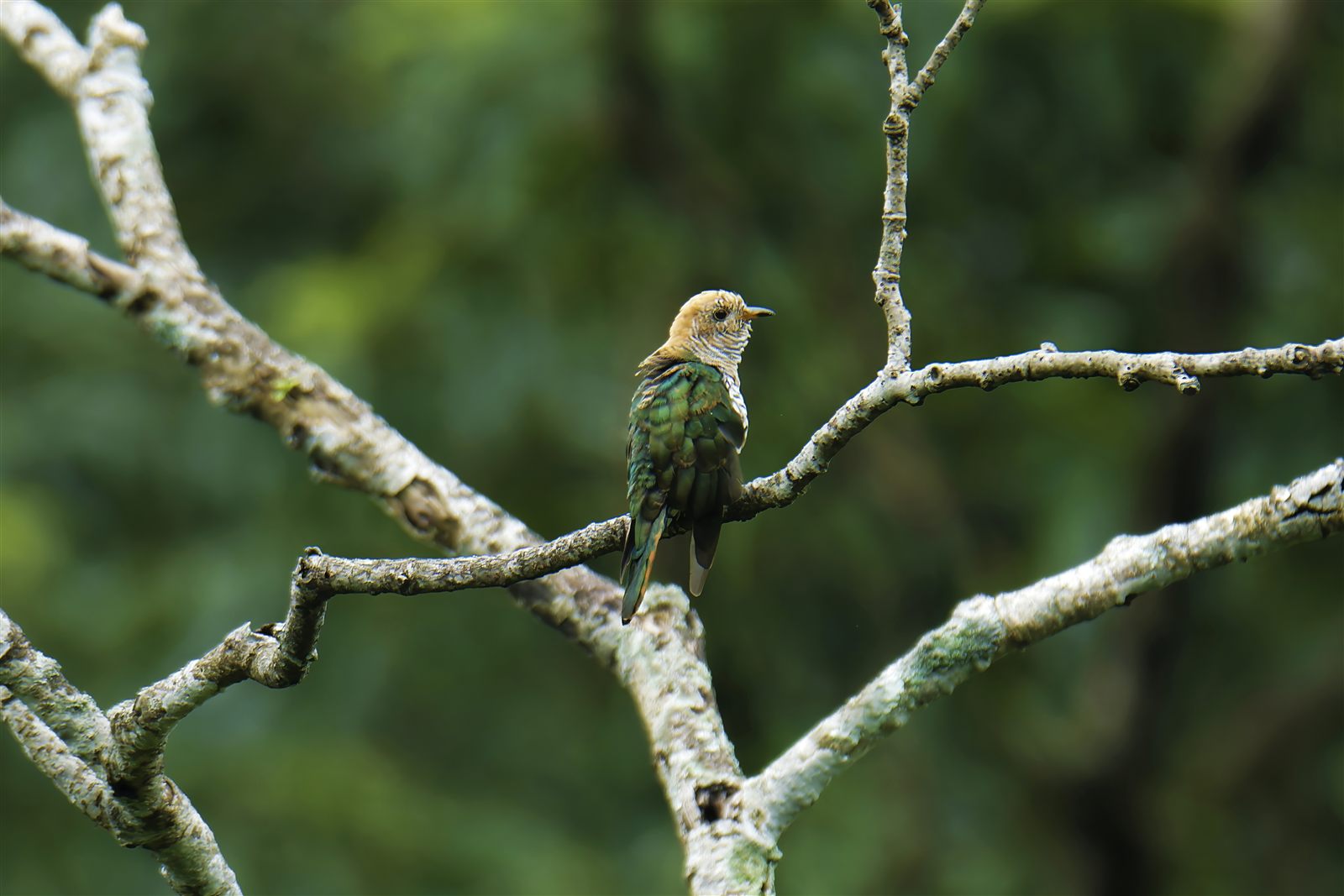 Asian Emerald Cuckoo — Borneo wildlife, book, free download, jungle tour, bird, bird tour