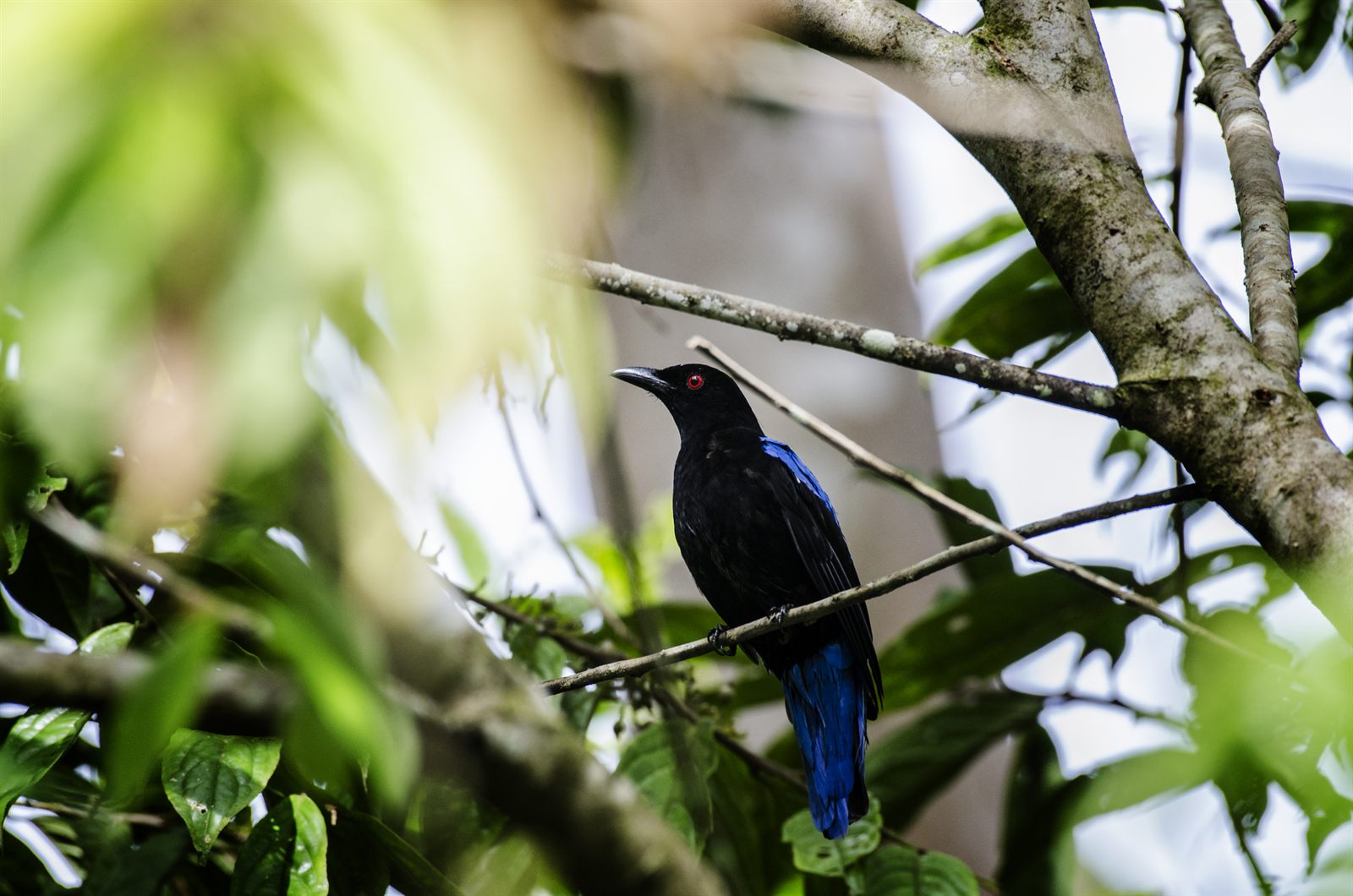 Asian Fairy-bluebird — Borneo wildlife, book, free download, jungle tour, bird, bird tour