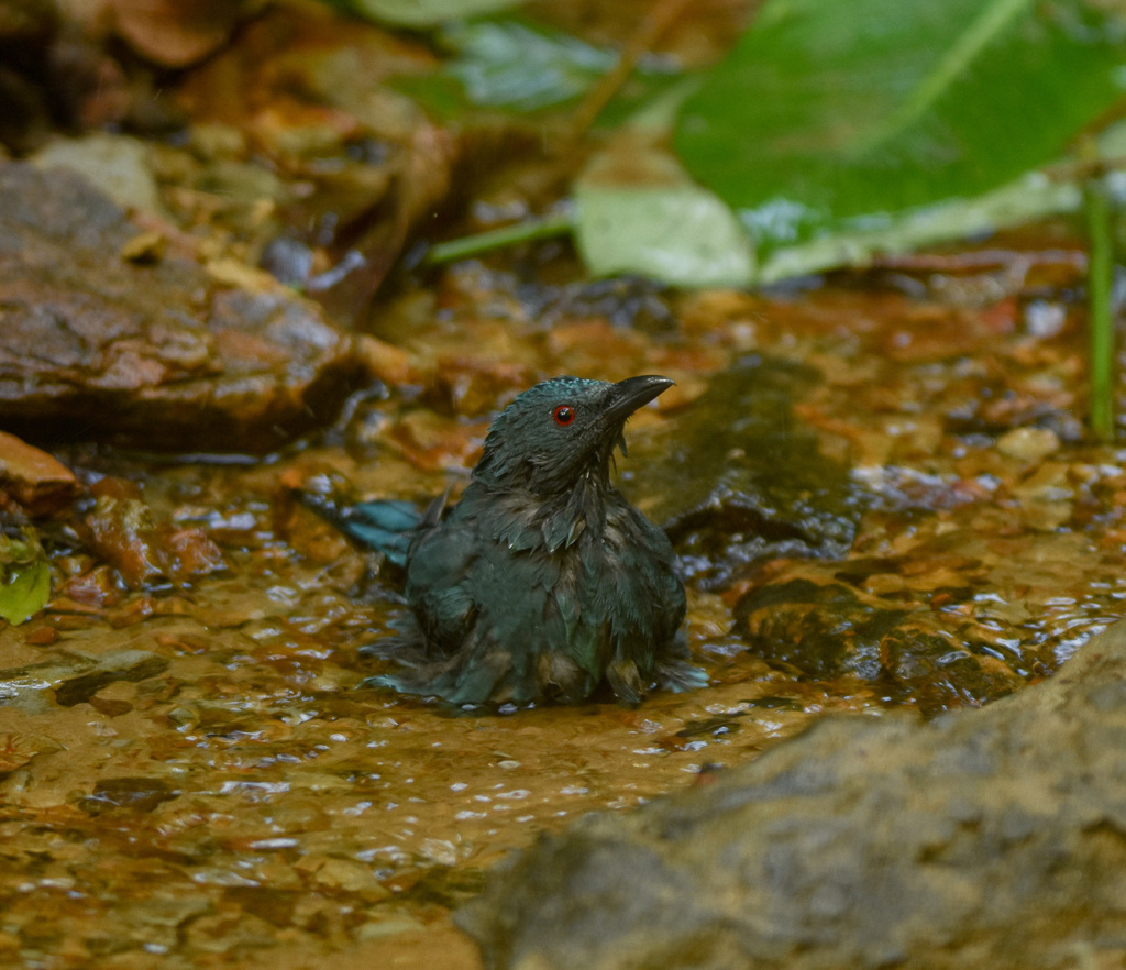 Asian Fairy-bluebird — Borneo wildlife, book, free download, jungle tour, bird, bird tour