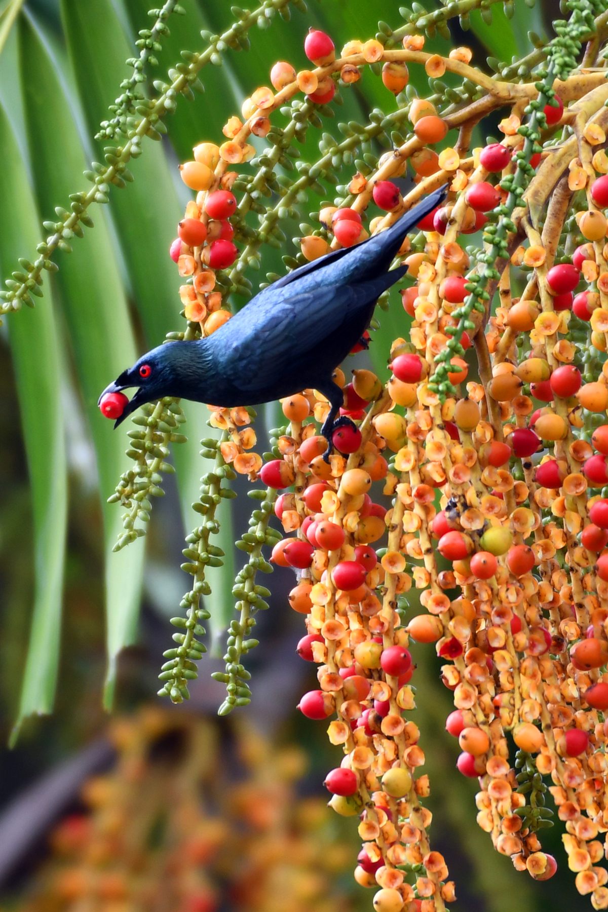 Asian Glossy Starling — Borneo wildlife, book, free download, jungle tour, bird, bird tour