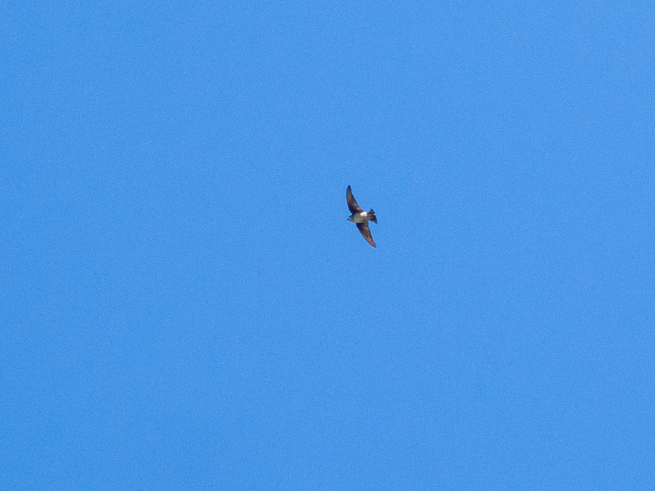 Asian House-Martin — Borneo wildlife, book, free download, jungle tour, bird, bird tour