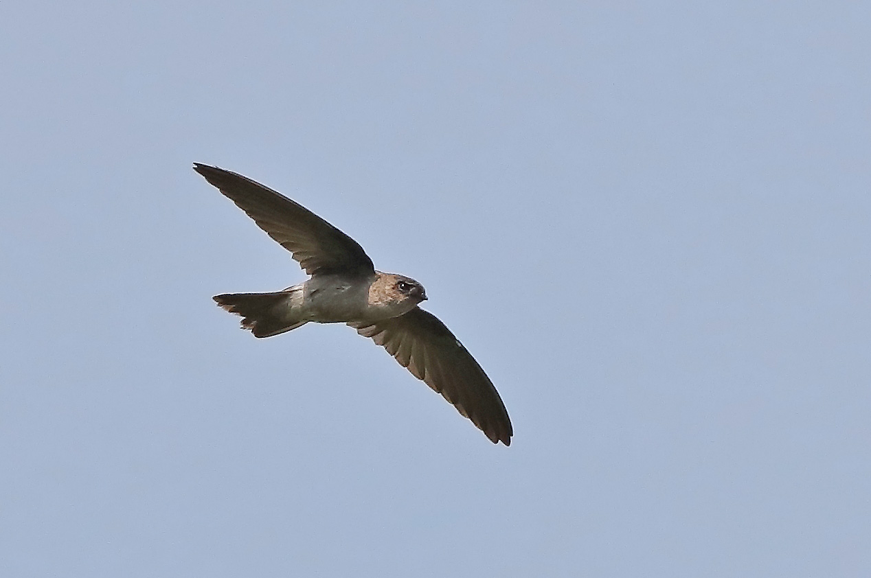 Asian Palm Swift — Borneo wildlife, book, free download, jungle tour, bird, bird tour