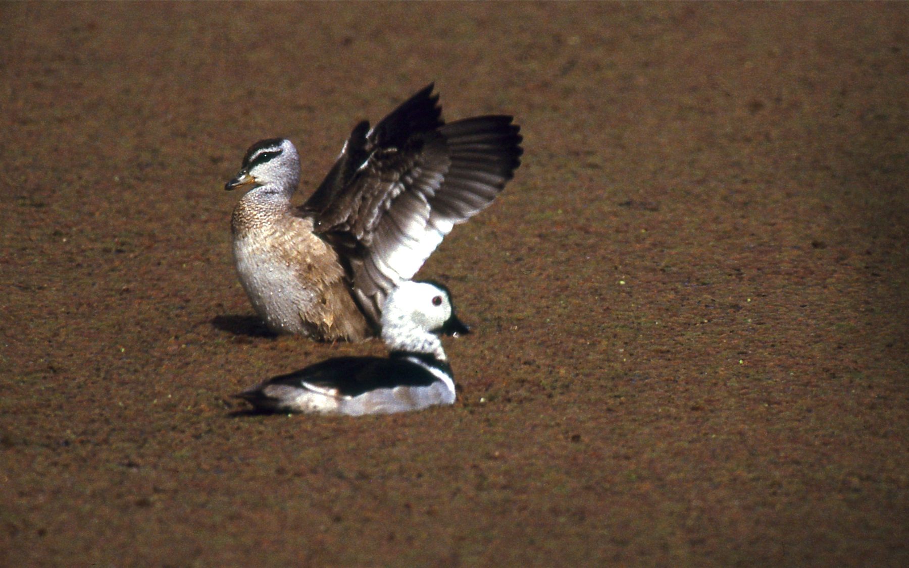 Cotton Pygmy-Goose — Borneo wildlife, book, free download, jungle tour, bird, bird tour