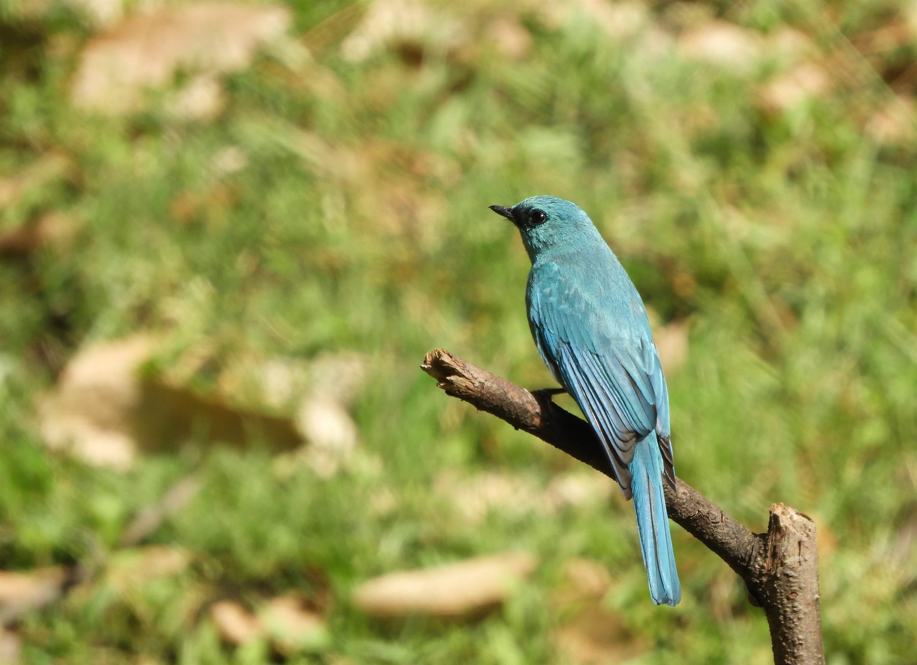 Verditer Flycatcher — Borneo wildlife, book, free download, jungle tour, bird, bird tour