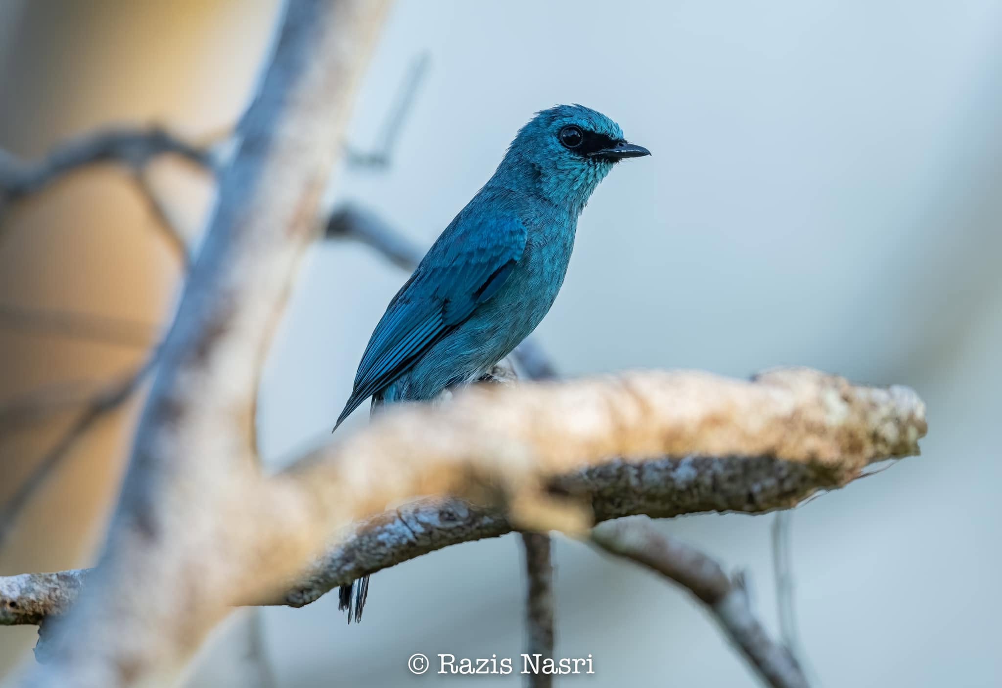 Verditer Flycatcher — Borneo wildlife, book, free download, jungle tour, bird, bird tour