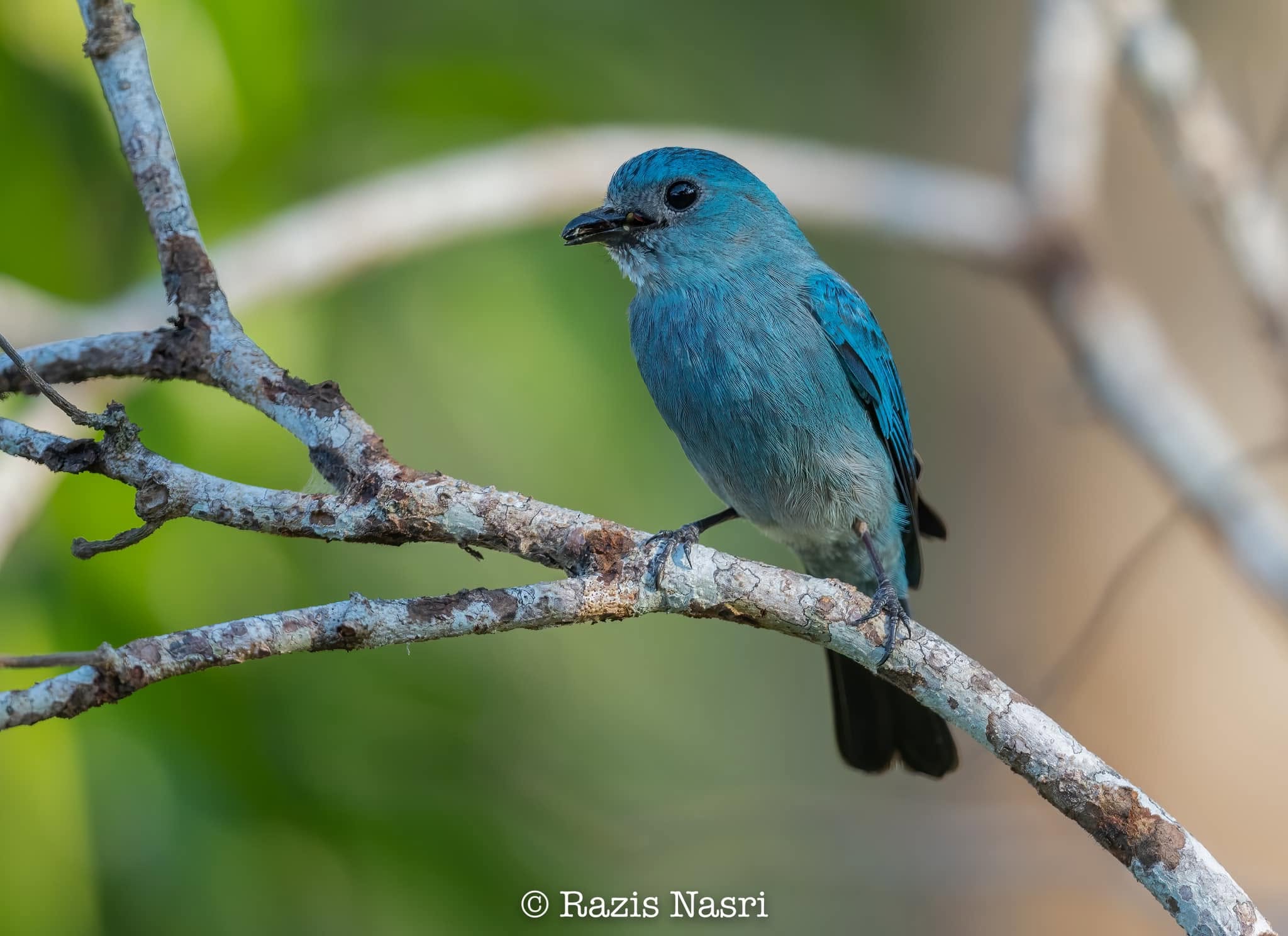 Verditer Flycatcher — Borneo wildlife, book, free download, jungle tour, bird, bird tour