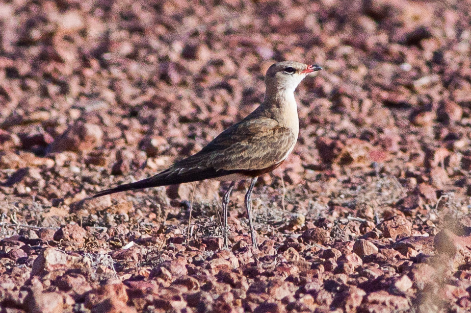 Australian Pratincole — Borneo wildlife, book, free download, jungle tour, bird, bird tour