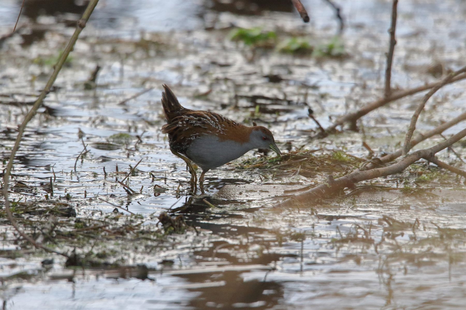 Baillon's Crake — Borneo wildlife, book, free download, jungle tour, bird, bird tour