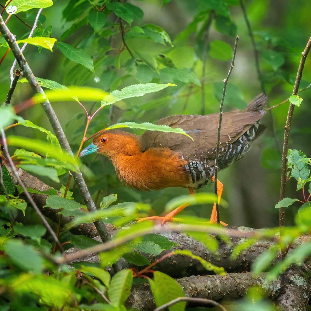 Band-bellied Crake — Borneo wildlife, book, free download, jungle tour, bird, bird tour
