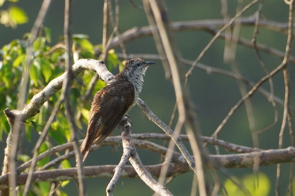 Banded Bay Cuckoo — Borneo wildlife, book, free download, jungle tour, bird, bird tour
