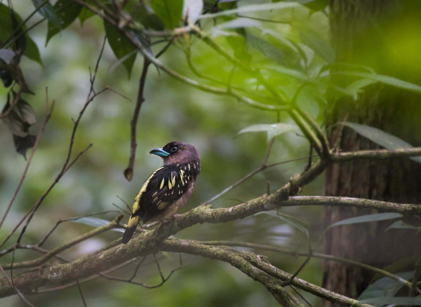 Banded Broadbill — Borneo wildlife, book, free download, jungle tour, bird, bird tour