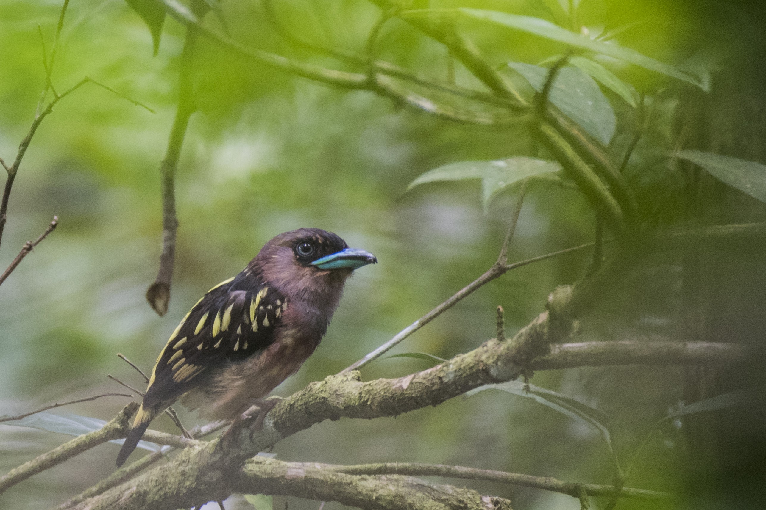 Banded Broadbill — Borneo wildlife, book, free download, jungle tour, bird, bird tour