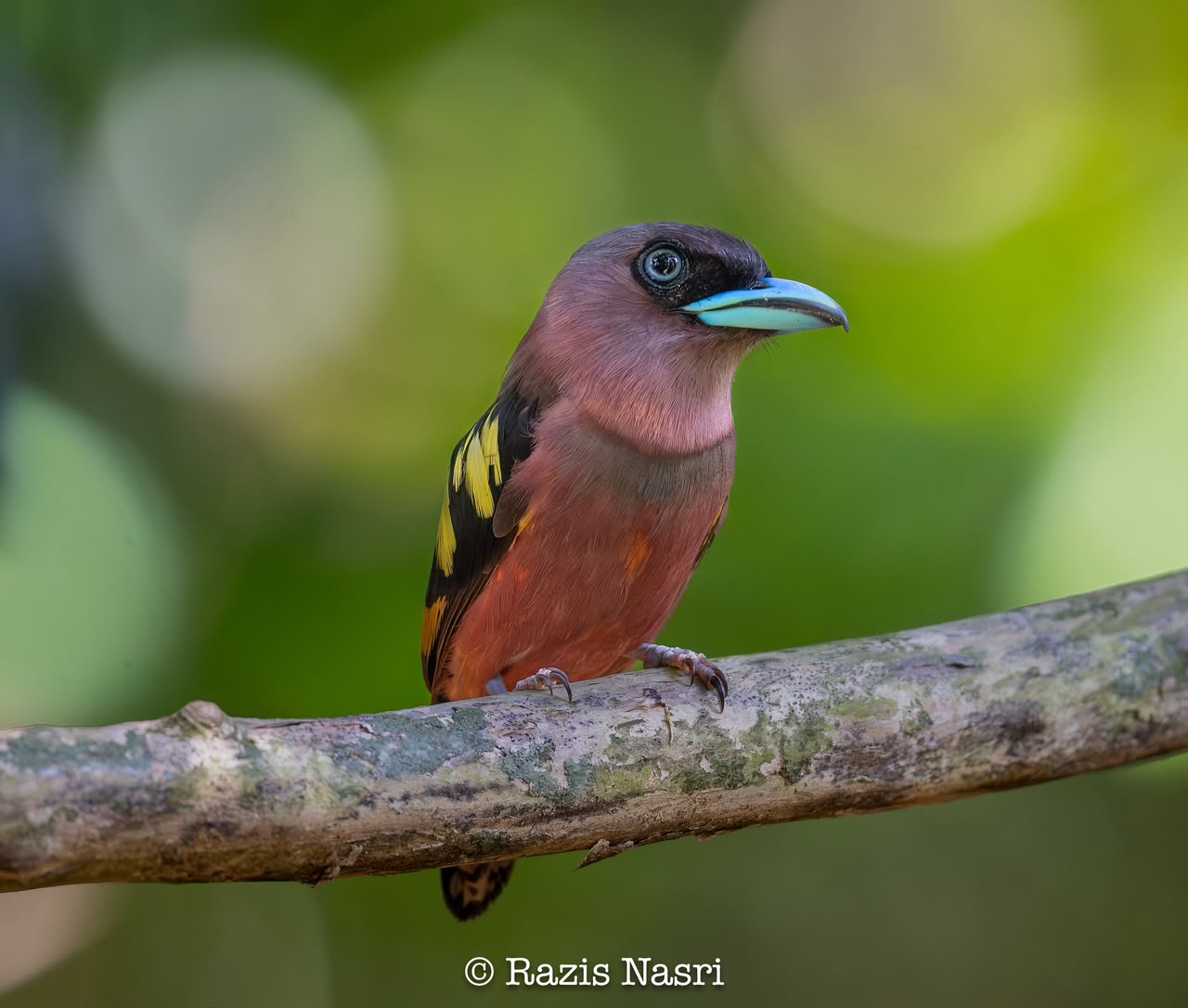 Banded Broadbill — Borneo wildlife, book, free download, jungle tour, bird, bird tour
