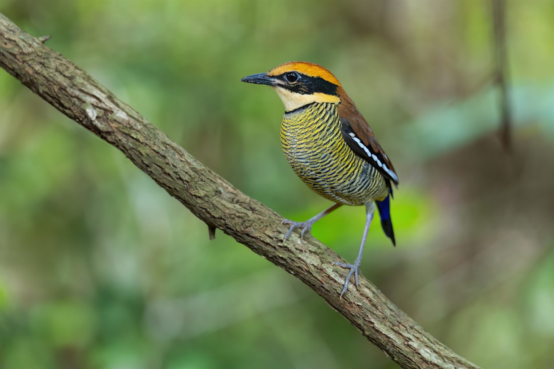Javan Banded-Pitta — Borneo wildlife, book, free download, jungle tour, bird, bird tour