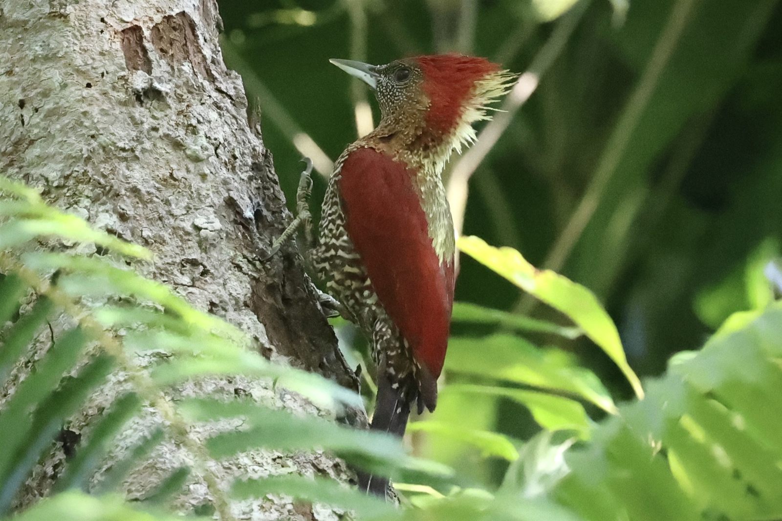 Banded Woodpecker — Borneo wildlife, book, free download, jungle tour, bird, bird tour